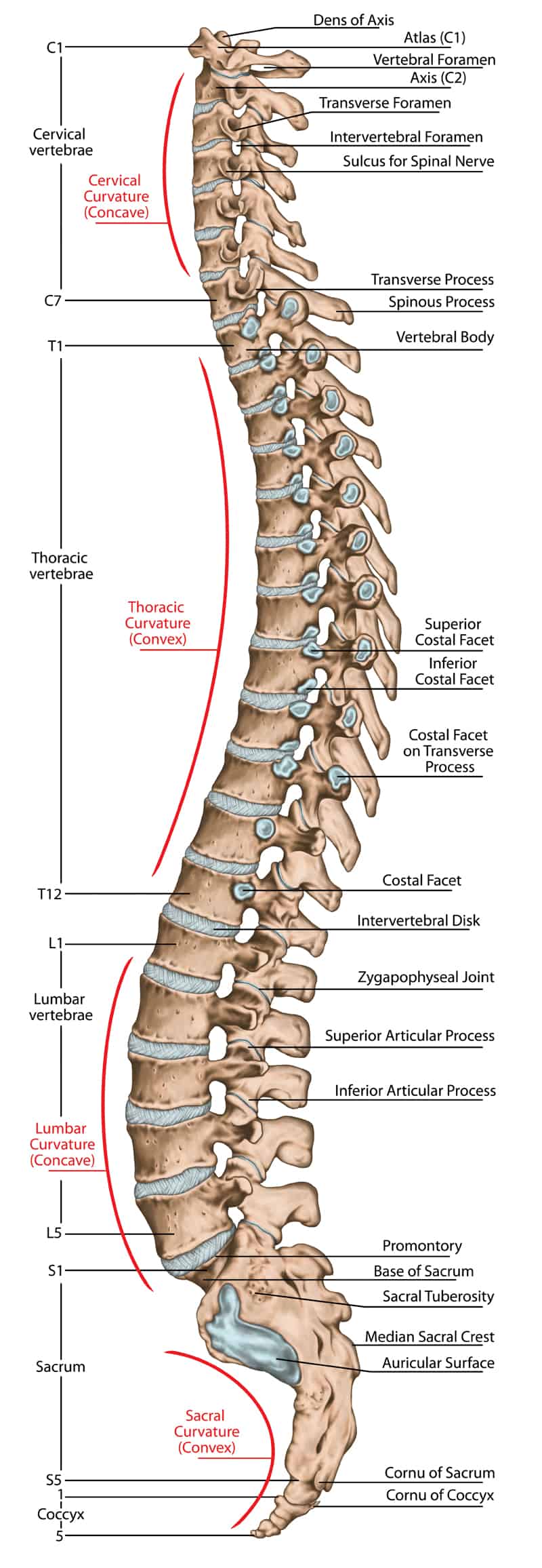 Detailed spine diagram